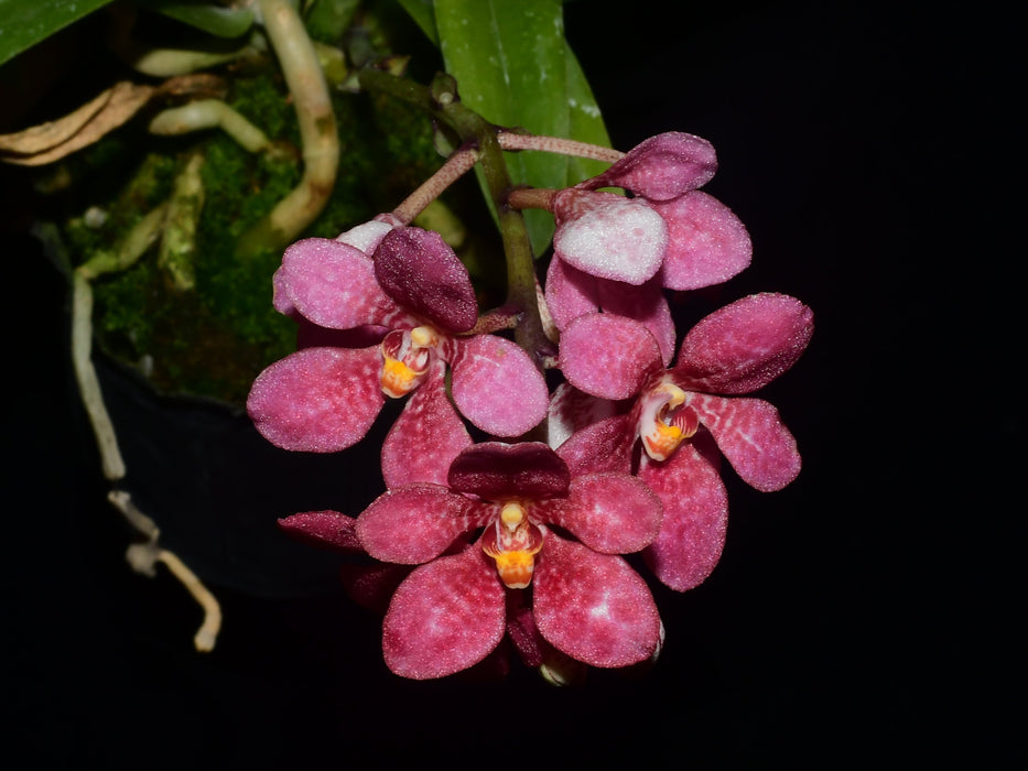 Sarcochilus Kulnura Warmer