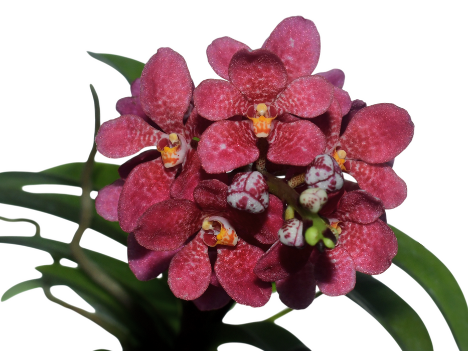 Sarcochilus Kulnura Warmer