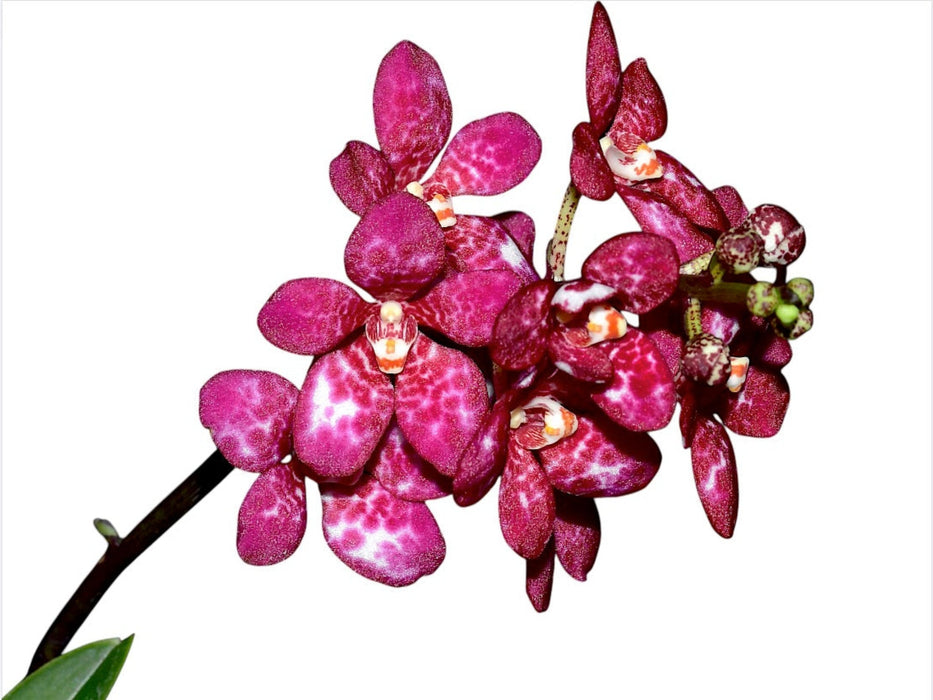 Sarcochilus Kulnura Warmer x Sarcochilus Kulnura Oath