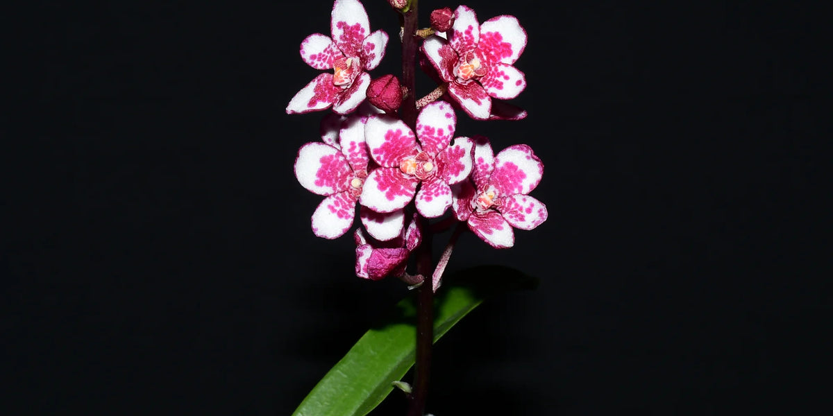 Sarcochilus Nelligen #1 x Sarcochilus George Colthup 'Lloyd ...