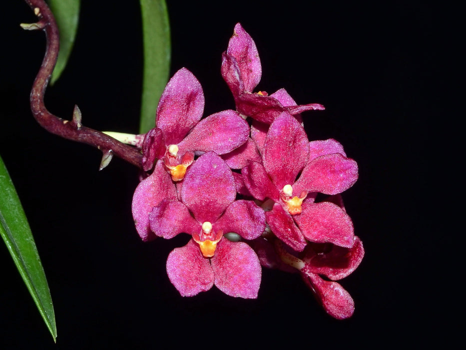 Sarcochilus Newbold Alta