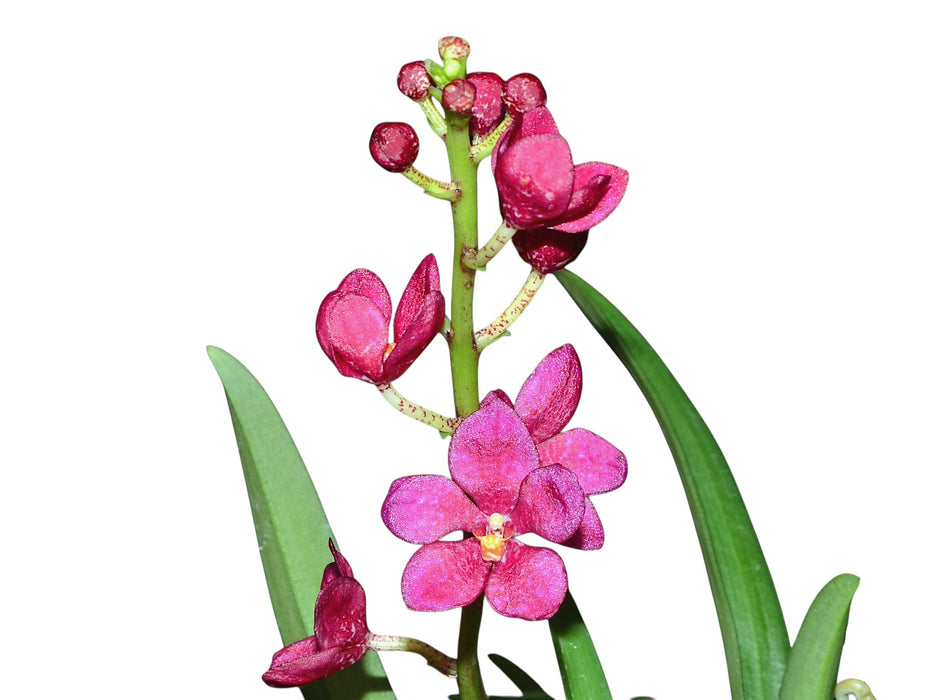 Sarcochilus Newbold Alta