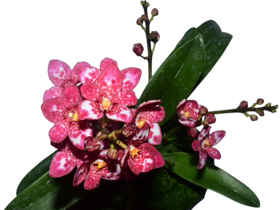 Sarcochilus Yellow Hart x Sarco. Kulnura Kaleidoscope