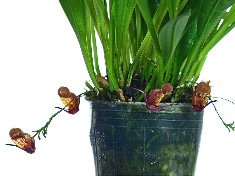 Scaphosepalum anchoriferum .
