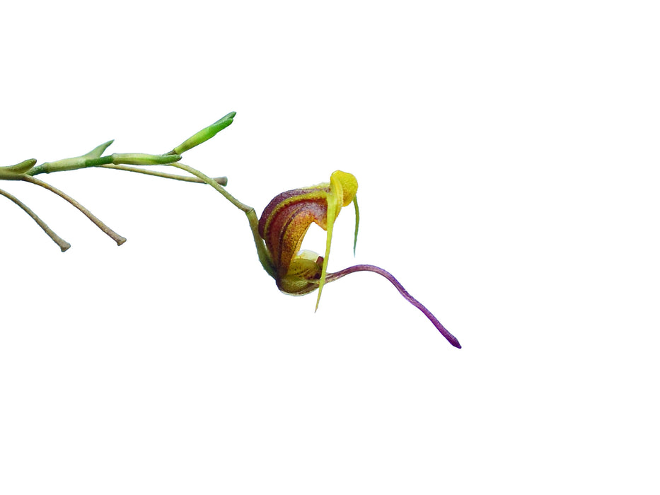 Scaphosepalum breve f. xanthinum