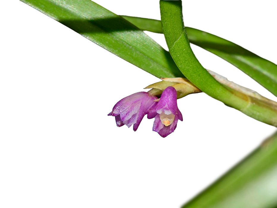 Scaphyglottis graminifolia