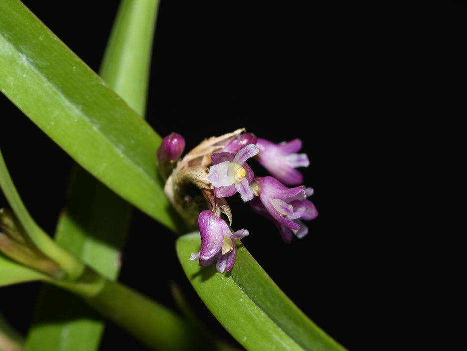 Scaphyglottis graminifolia