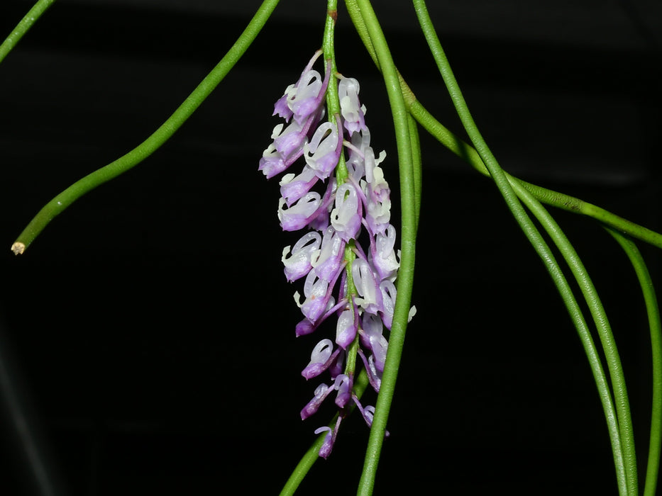 Schoenorchis juncifolia purple x pink