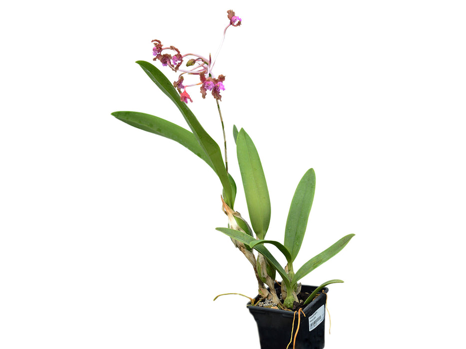 Schomburgkia rosea pink