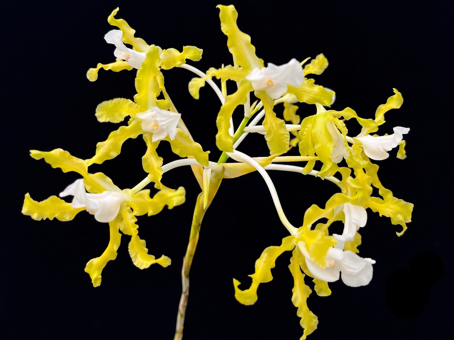 Schomburgkia undulata alba x self