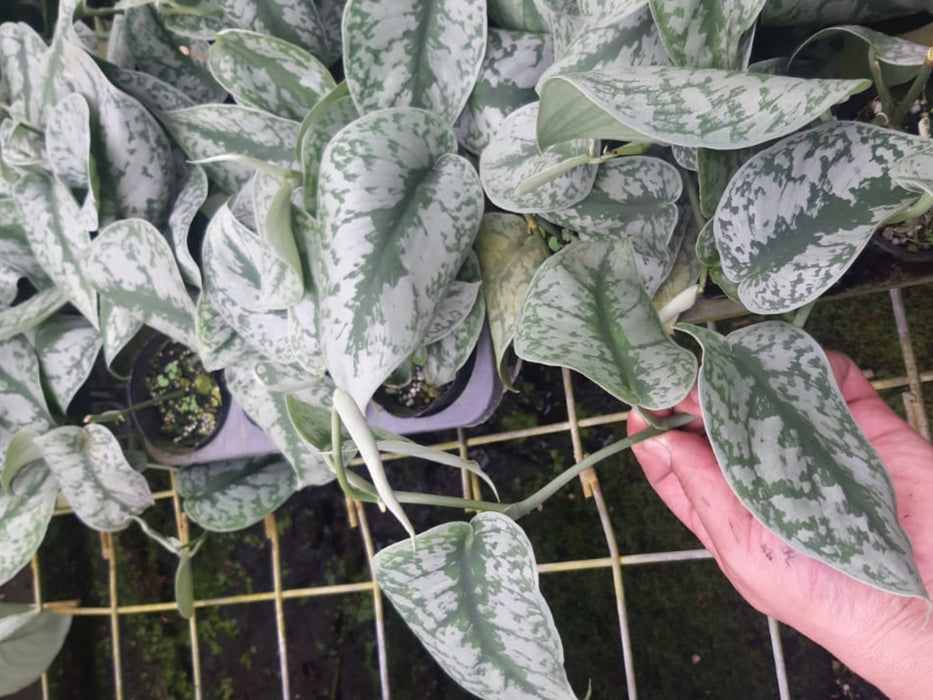 Scindapsus pictus