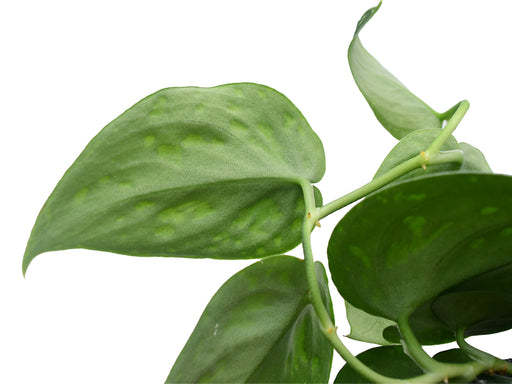 tri color pothos Scindapsus pictus 'Tricolor' - Satin Pothos