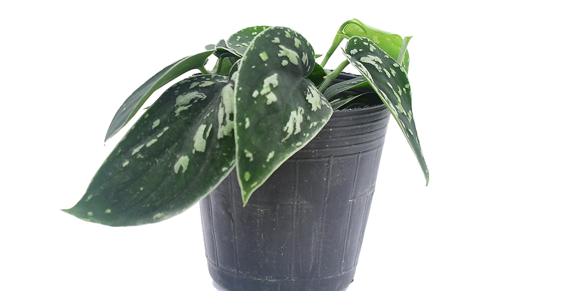pothos tricolor Scindapsus pictus 'Tricolor'