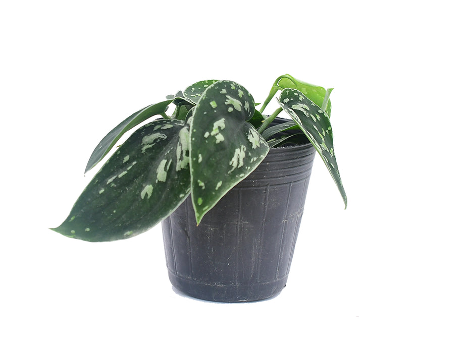 Scindapsus pictus 'Tricolor'