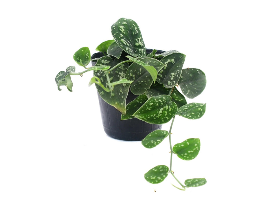 tricolor pothos Scindapsus pictus 'Tricolor'