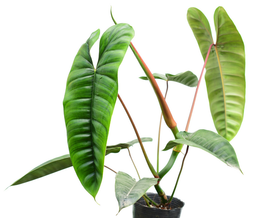 Philodendron sp Felix (seedling)