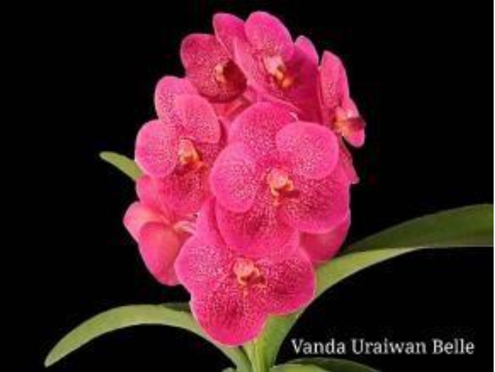 Vanda Uraiwan Belle