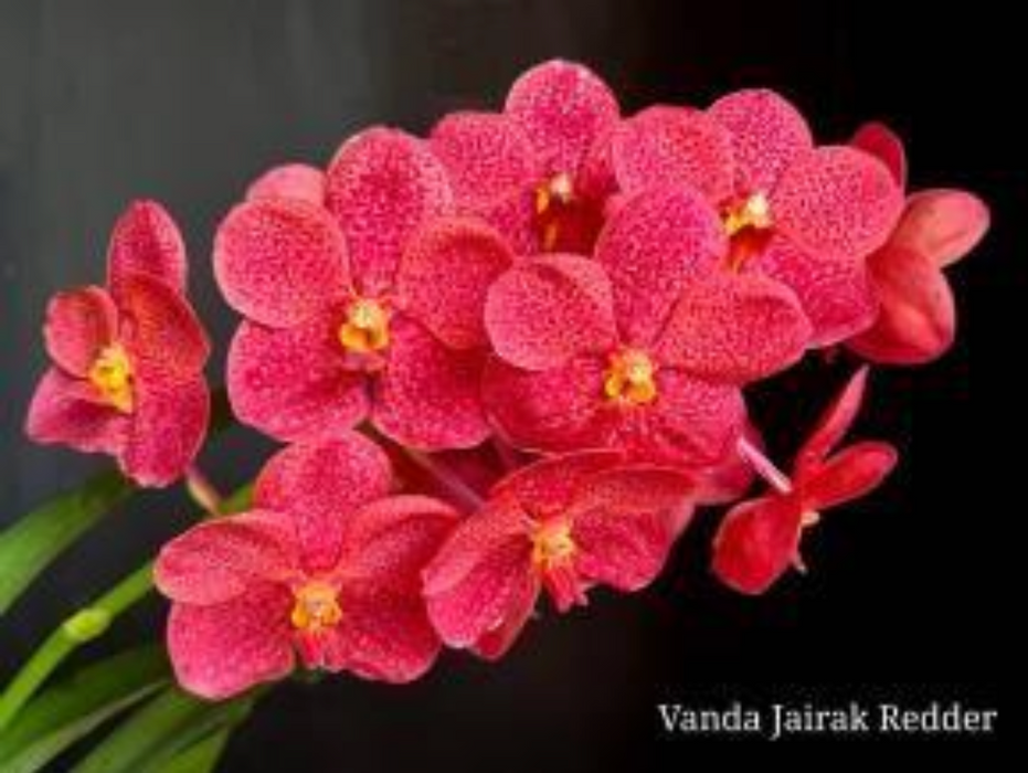 Vanda Jairak Redden