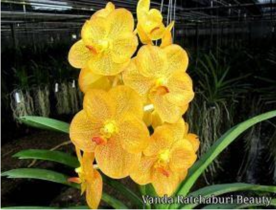 Vanda Ratchaburi Beauty