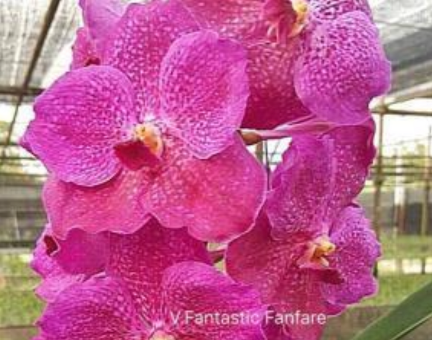 Vanda Fantastic Fanfare