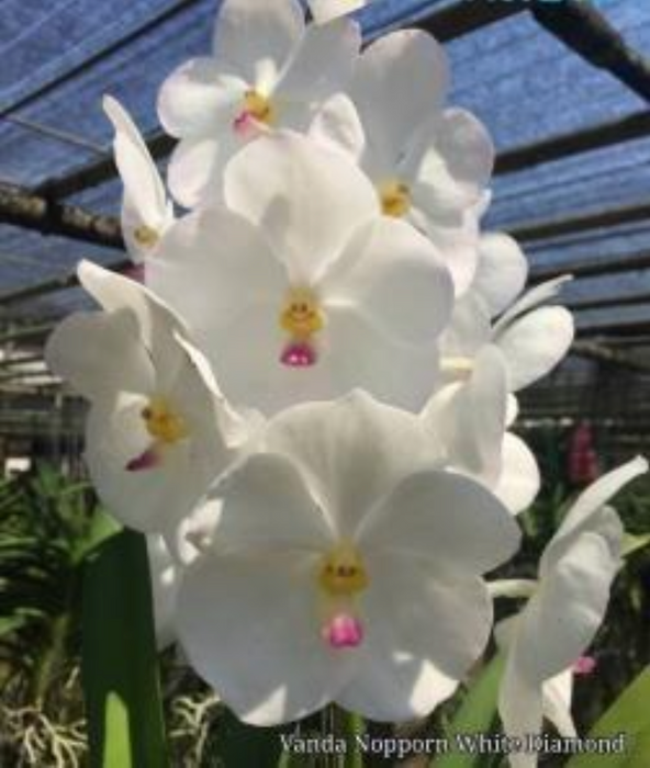 Vanda Nopporn White Diamond