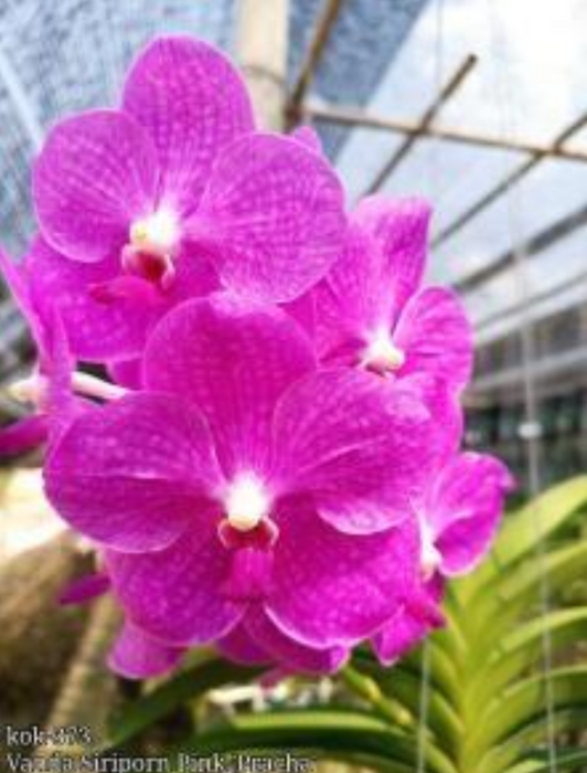 Vanda Siriporn Pink 'Pracha'