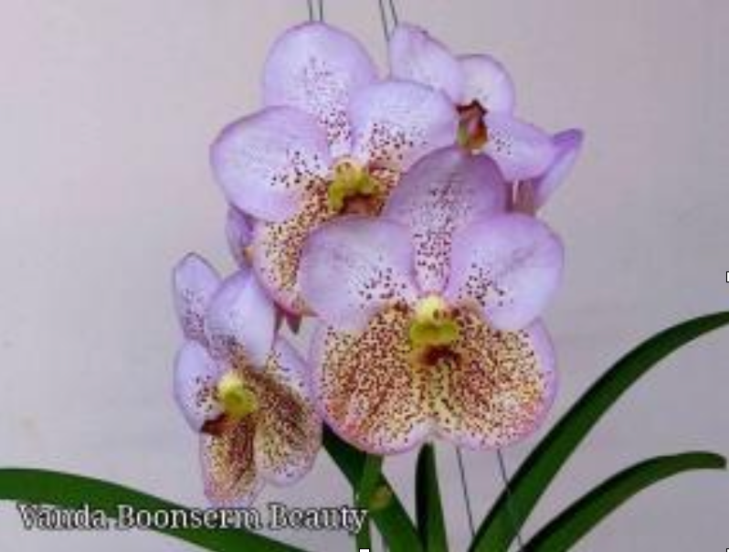 Vanda Boonserm Beauty