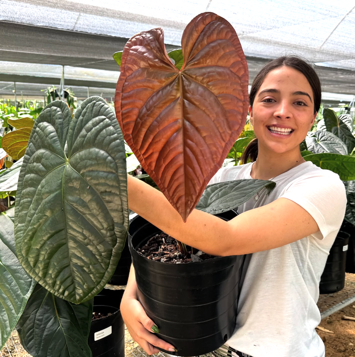 Anthurium Halloween Night