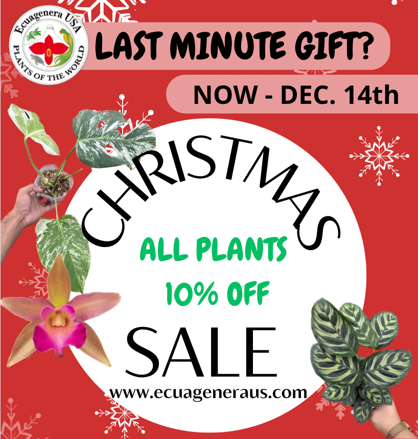 🎄✨ Christmas Plant Sale | Dec 12–14 ✨🎄