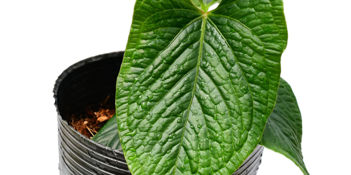 Anthurium Angel Wings — Ecuagenera USA Corp