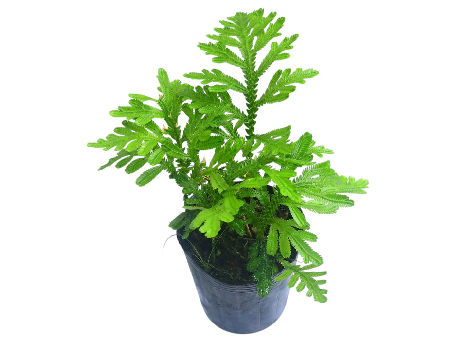 Selaginella kerstingii