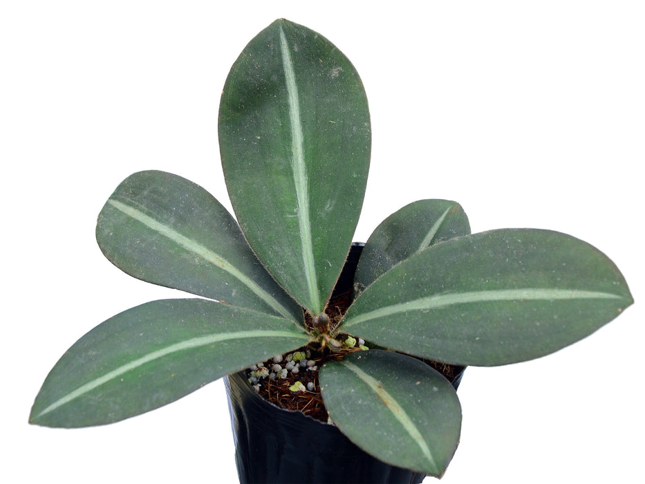 Siderasis fuscata