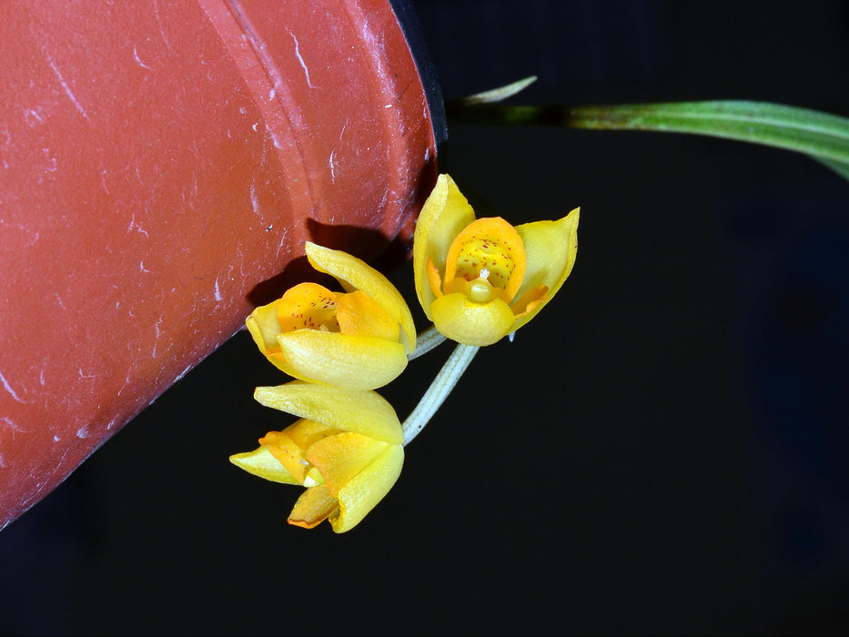 Sievekingia rhonhofiae
