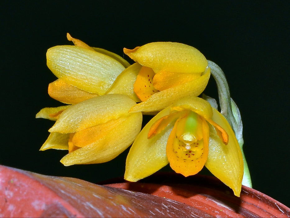 Sievekingia rhonhofiae