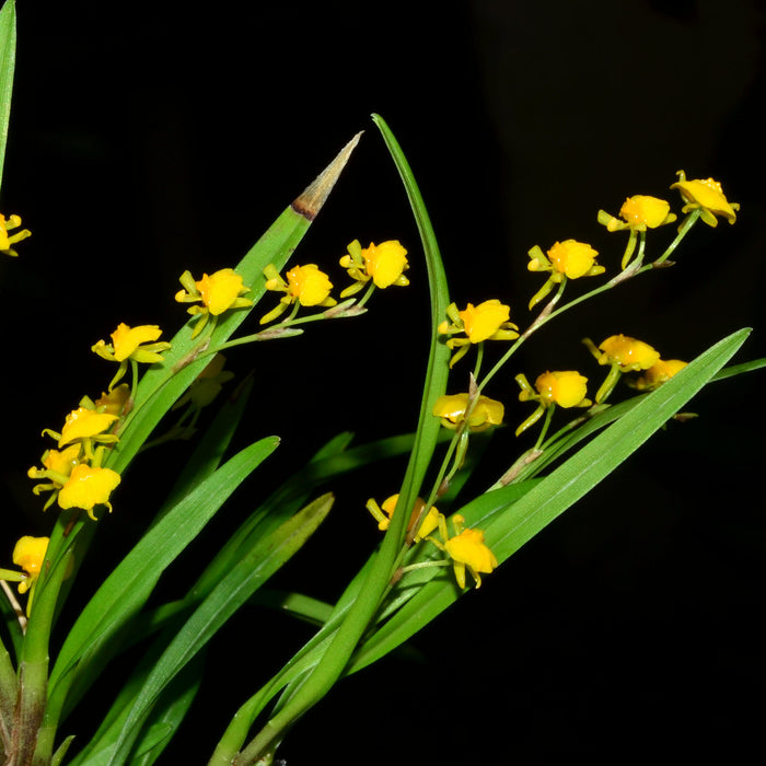 Sigmatostalix graminea