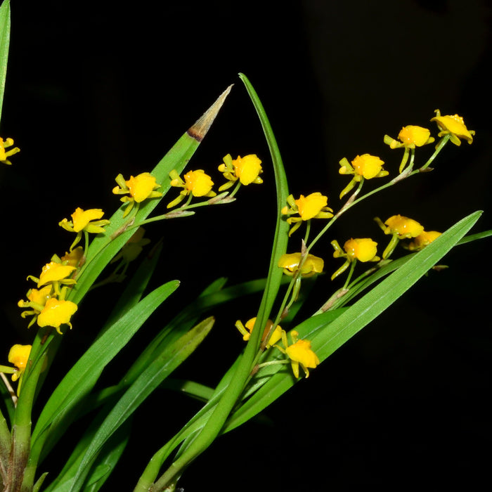 Sigmatostalix graminea