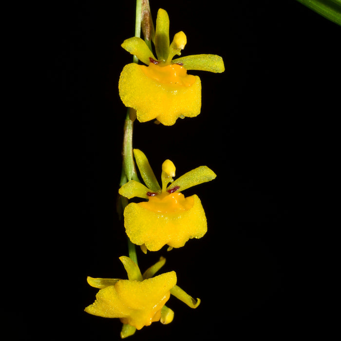 Sigmatostalix graminea