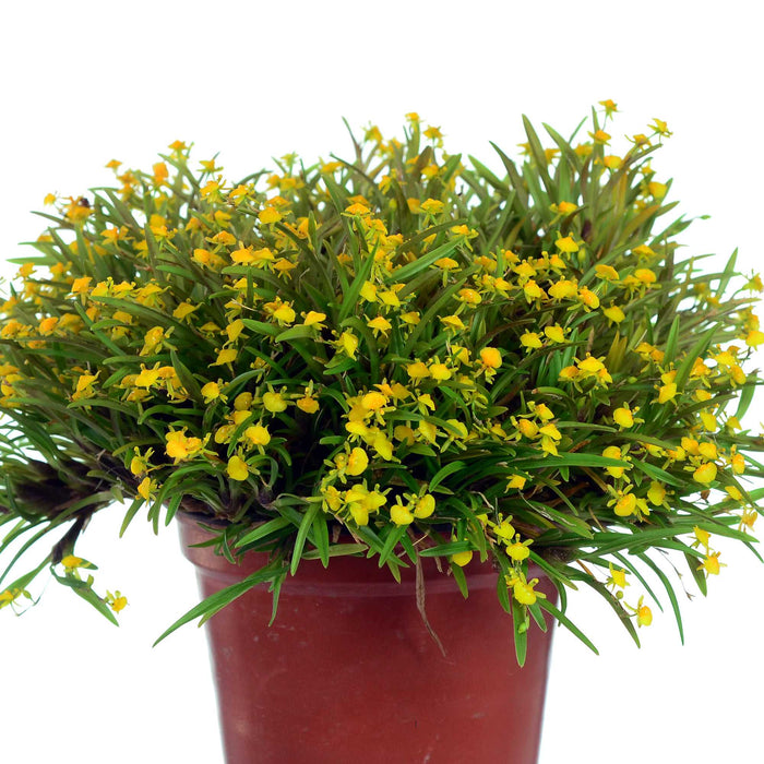 Sigmatostalix graminea