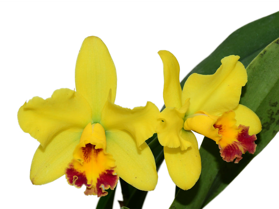 Sophrolaeliocattleya Fire Magic Solar Flame x Blc. Nobiles Bruno Bruno