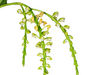 Smitinandia helferi