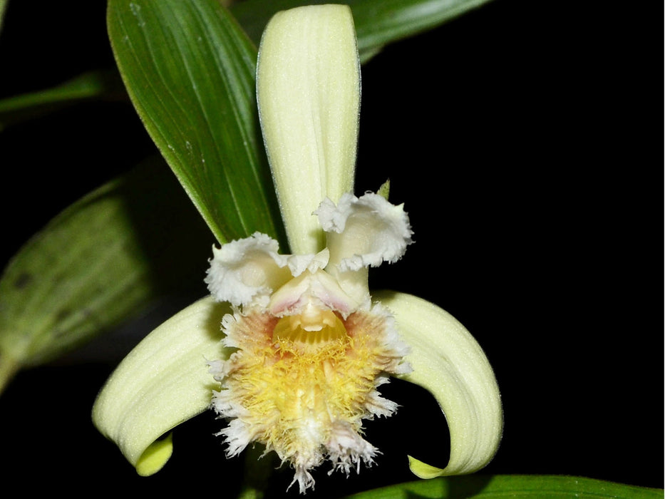 Sobralia fimbriata