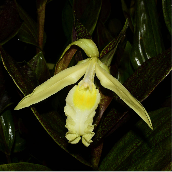 Sobralia madisonii