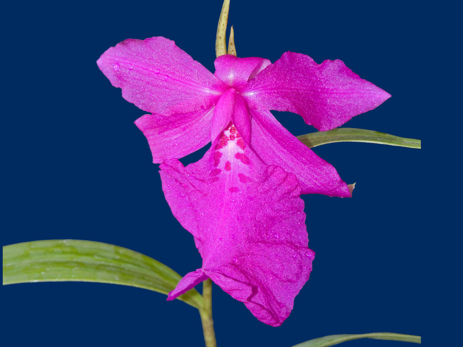 Sobralia amabilis
