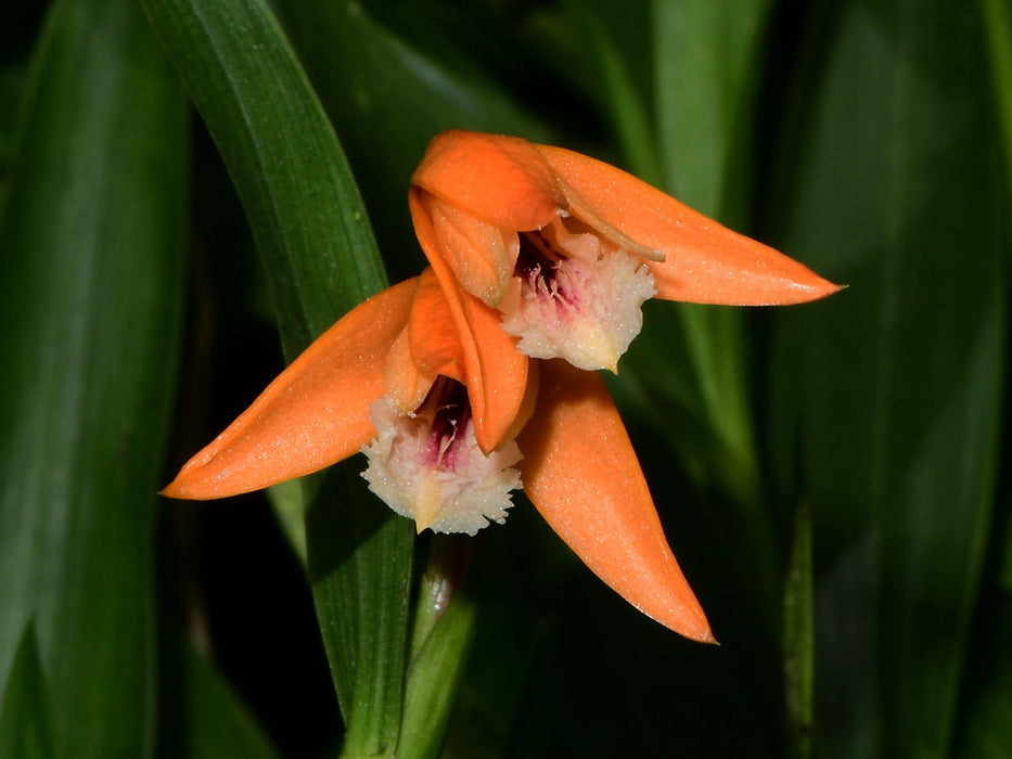 Sobralia crocea