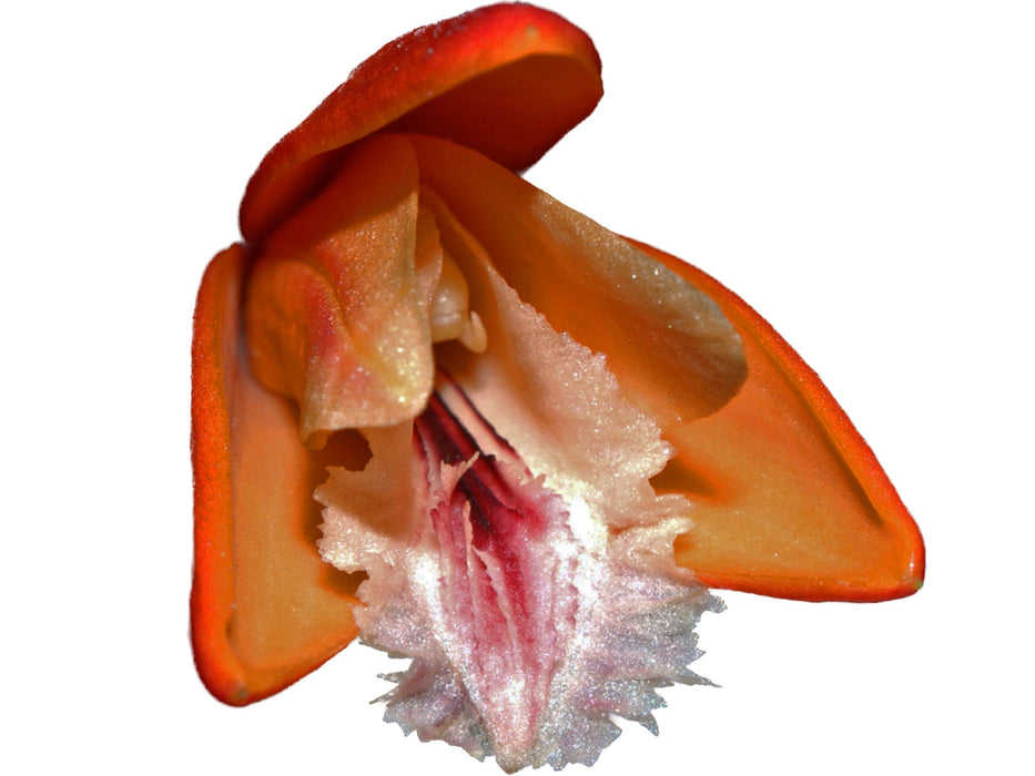 Sobralia crocea