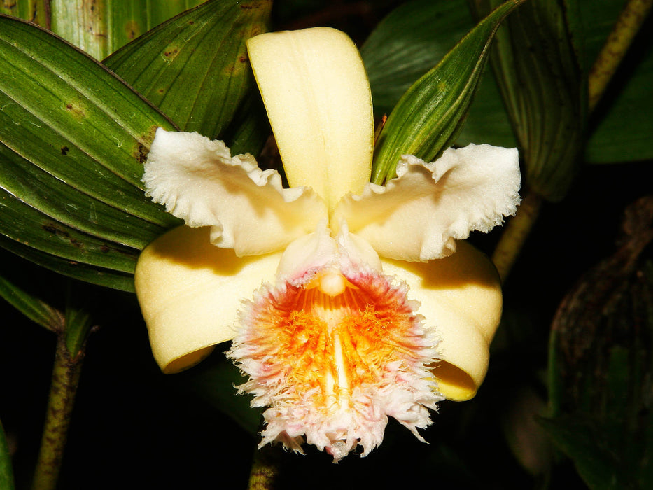 Sobralia fimbriata