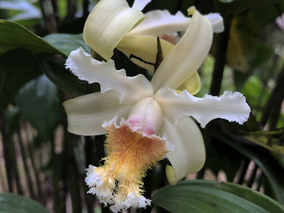 Sobralia fimbriata