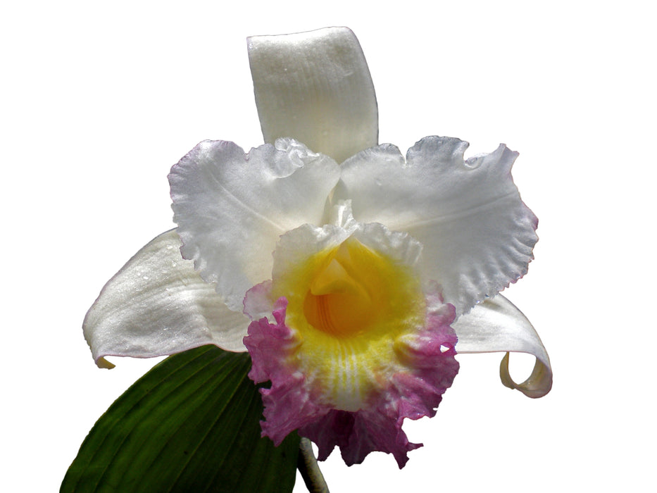Sobralia gentryi