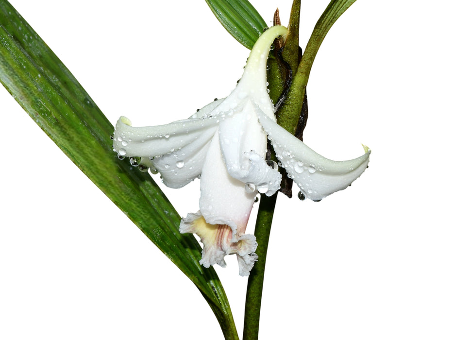 Sobralia klotzscheana