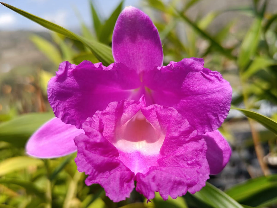 Sobralia macrantha